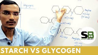 Starch vs Glycogen [upl. by Esinwahs]