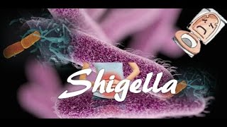 Shigella [upl. by Nylle]