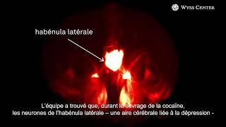 Comprendre comment le sevrage de la cocaïne affecte les circuits cérébraux [upl. by Lehacim]