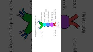 Interatrial septum development ASD [upl. by Sutton]