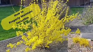 Properly Maintained Forsythia Can Be Beautiful [upl. by Kramal]