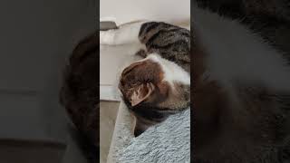 Why does my cat sleep like thismemecatsleep [upl. by Breed]