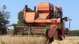 Dronningborg D900 SelfPropelled Combine in the field harvesting barley  Harvest Season 2021  DK [upl. by Nagram]