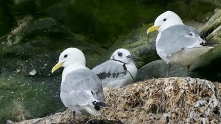 Blacklegged Kittiwake Nesting Colony Farne Islands  British Birds [upl. by Ahsinac785]