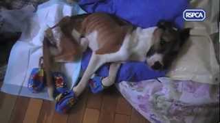 RSPCA video  Rescue dog Hope recovering [upl. by Dronel]