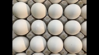 अंडे ब्रायलर का थोक रेट   Murga mandi rates  Egg rates Indian Poultry  2162017 [upl. by Siffre]