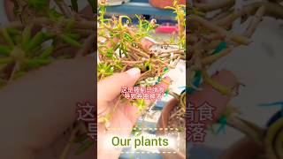 Fertilizer your plants shorts short flowers garden plants nature [upl. by Jacinda]