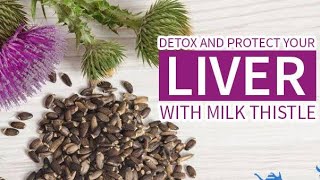 Detox your LIVER  Silymarine amazing benefits  Liver Health [upl. by Serle]