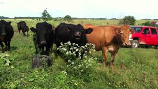 Momma Cows Mooing for their Calves [upl. by Nainatrad808]