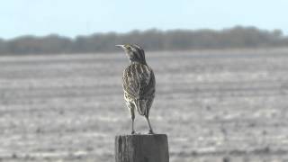 Eastern Meadowlark song [upl. by Reginnej]