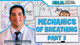 Respiratory  Mechanics of Breathing Inspiration  Part 2 [upl. by Yentyrb]