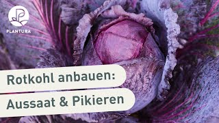 Rotkohl anpflanzen Aussaat amp pikieren Anleitung [upl. by Yrelbmik771]