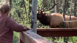 GIANT Bull Elk in Estes Park Colorado [upl. by Allsopp359]