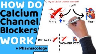 How do Calcium Channel Blockers Work Pharmacology [upl. by Etnahsal]