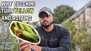 Why zucchini turning yellow and rotting before or after flower [upl. by Magen]