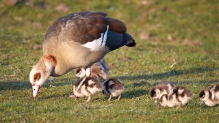 Cygnets Goslings Ducklings and Chicks [upl. by Slotnick]