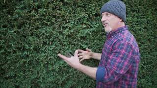 How To Deal With Canker In Conifer Hedges [upl. by Iaw]