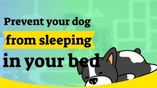 How to Stop Your Dog from Sleeping in Bed with You [upl. by Ardnuhsal]