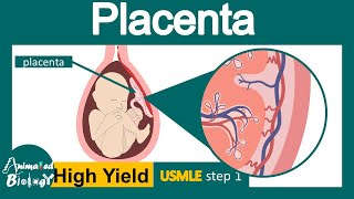 Placenta  Structure and function of Placenta  Development of placenta  USML step 1 [upl. by Gerhardt]