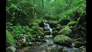 SONIDO DEL AGUA FLUYENDO EN EL RIO PARA DORMIR  WATER SOUND IN THE RIVER FLOWING TO SLEEP [upl. by Aiynat]