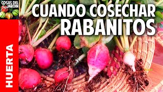 Cuando es el mejor momento para cosechar rabanito y mas trucos cosasdeljardin [upl. by Tisbee]