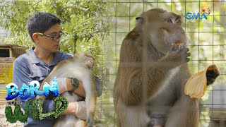 Searching for a Longtailed Macaque in Cuenca Batangas  Born to be Wild [upl. by Kalman]