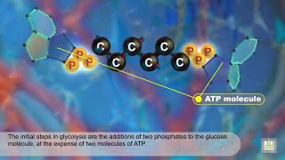 Metabolism  Glycolysis  animation [upl. by Akitan938]