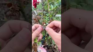 Grafting hibiscus plant into rose hybiscus flowers gardening greensreen shots hibiscusflower [upl. by Nepil]