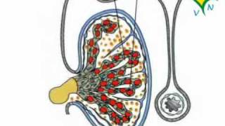 La formazione del testicolo  RVM [upl. by Ahilam]