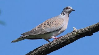 Tortora selvatica richiamo  Turtle Dove call Streptopelia turtur [upl. by Macfadyn742]