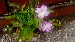 The City Willowherb Identifier Epilobium botany [upl. by Helaina690]