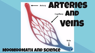 Arteries and Veins Facts [upl. by Sipple]