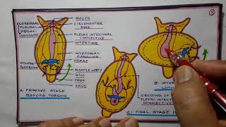 Tortion and detortion in gastropods [upl. by Aiotal]