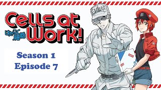 Cells at Work S1 Ep 7 Cancer Cell [upl. by Teddi]