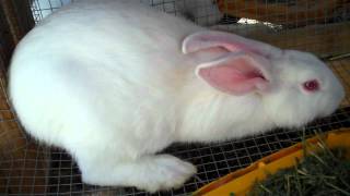 Raising New Zealand White Meat Rabbits From Start to Finish 9 amp10 Weeks Old [upl. by Selyn]