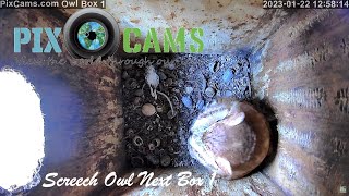 PixCamscom Owl Box 1 Live Stream [upl. by Hardi]