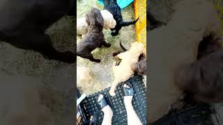 Jab Ise Ghar Pe Leke Aya Tha To Ye Sab subscribe doglover shortvideos foryou viral trending [upl. by Dich]