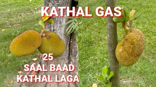 Kathal Gas  Kathal Gaser Kolom  Kathal Gaser Jotno [upl. by Adnelg]