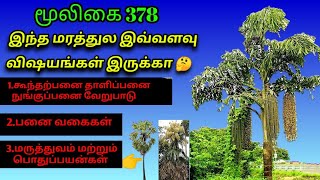 கூந்தல் பனை  Koonthappanai  Caryota Urens  kitul palm  அலசல்  Alasal [upl. by Ahsinak]