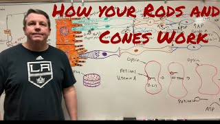 How do Rods and Cones in your eye work [upl. by Ttnerb]