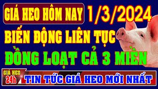 Giá heo hơi hôm nay ngày 132024  LIÊN TỤC BIẾN ĐỘNG ĐỒNG LOẠT CẢ 3 MIỀN [upl. by Ekralc]