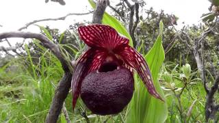 Cypripedium tibeticum a highly variable slipper orchid of western China [upl. by Jenkel918]