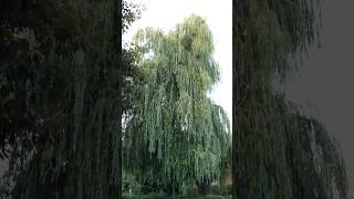 Amazing Weeping Willow Tree Salix babylonica [upl. by Akemat338]