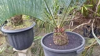 Palem Encephalartos Horridus Harga Sangat Setabil [upl. by Faus]