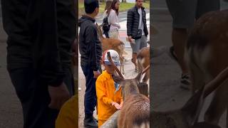 short Video Nara Deer Park Japan mini vlog japanpark japan [upl. by Cindie]