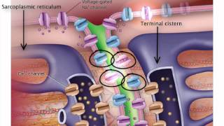 ExcitationContraction Coupling [upl. by Donela]