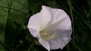 Flowers of the Bindweed Convolvulus arvensis [upl. by Hasan]