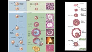 General Embryology  Oogenesis  NDVSU  1st Year ANATOMY Lecture [upl. by Miriam]