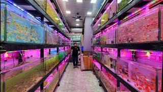 Naaz Aquarium Fish Shop [upl. by Rufina]