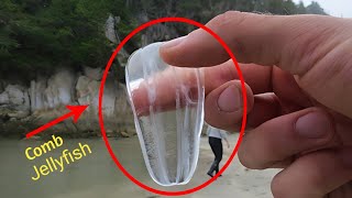 Ctenophora  Comb Jelly Bioluminescent Comb Jellyfish  Full HD 1080p [upl. by Corby]